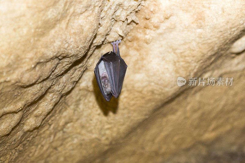 洞穴蝙蝠（Pipistrellus Subflavus）